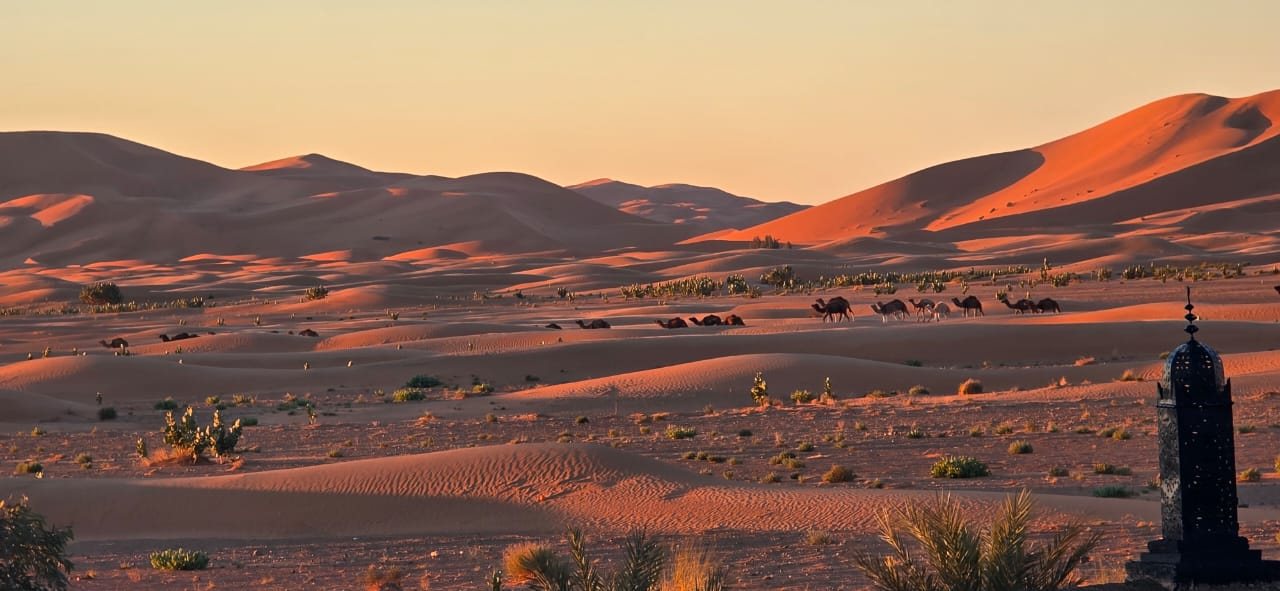 Sahara desert dunes at sunset with a camel caravan